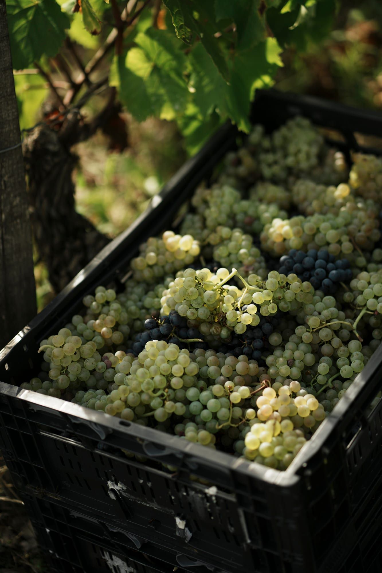 Des grappes blanches et noires dans une cagette, entre les rangs