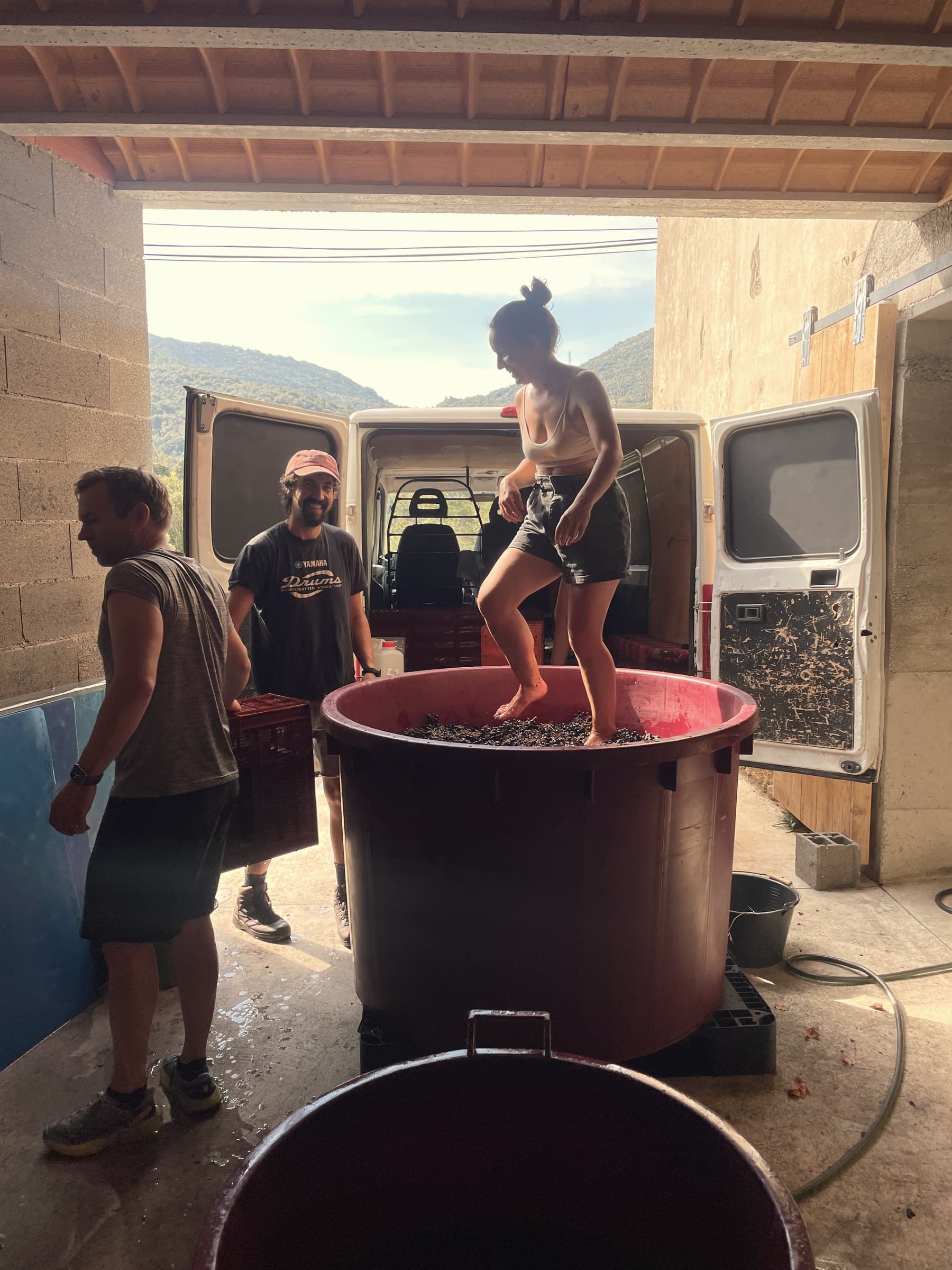 Aux vendanges, on foule le raisin au pied dans une grande cuve